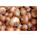 Exporters fresh market prices yellow onion